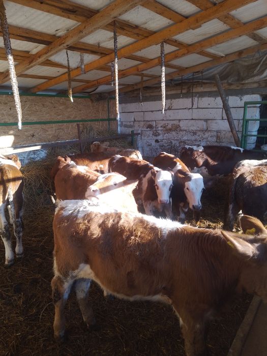 disponibil 10 tăuraș