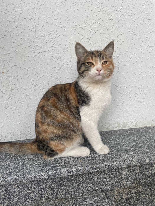 Отдам даром, Бесплатно в хорошие руки Бепул берилади