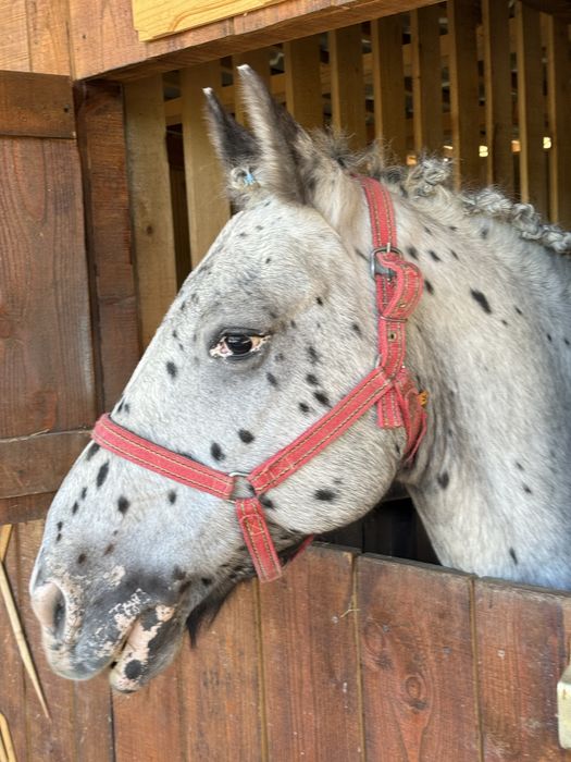 De Vanzare Pereche Cai APPALOOSA