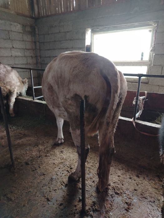 4 туган семиз сиыр