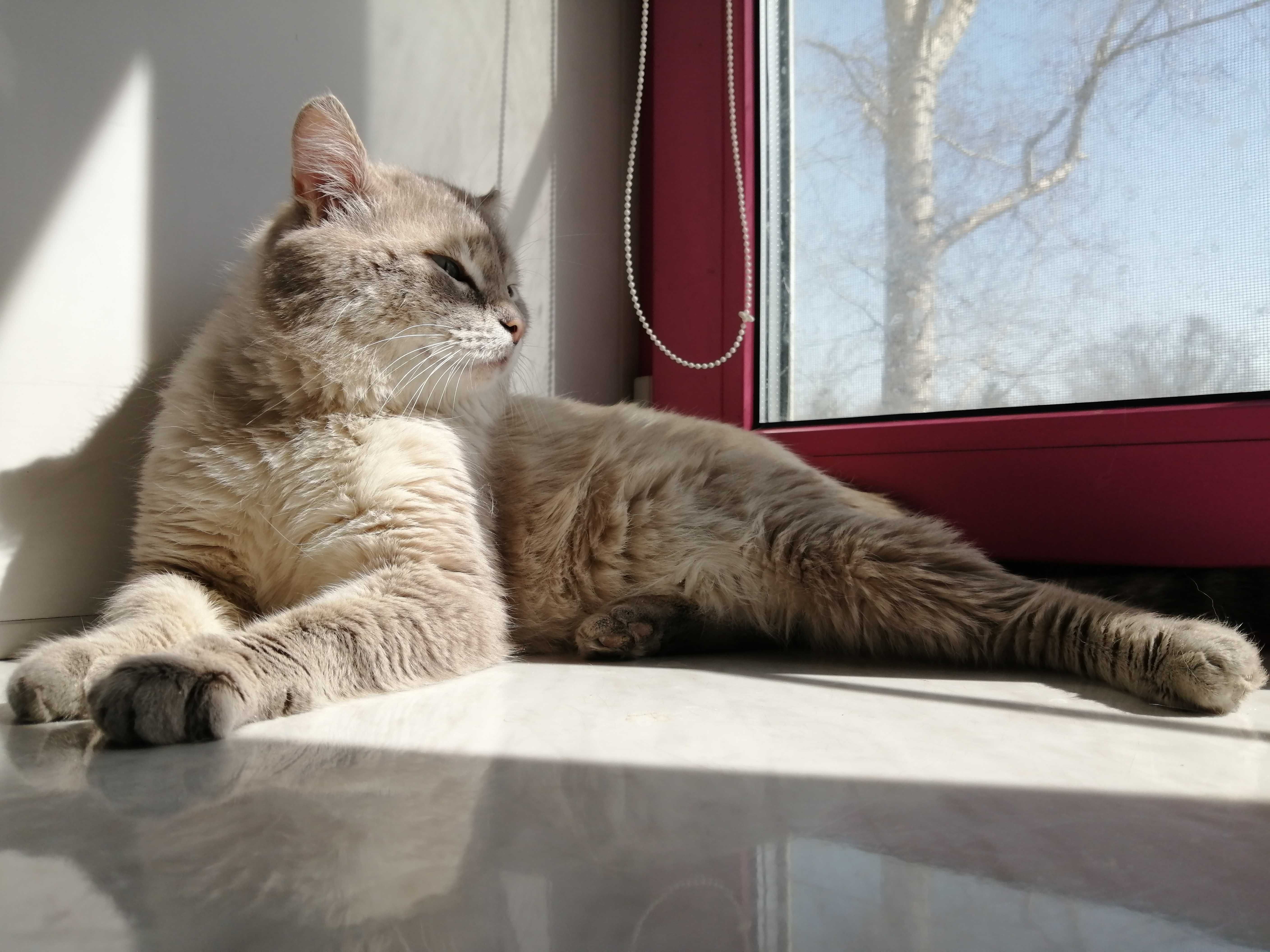 Тайский кот на вязку