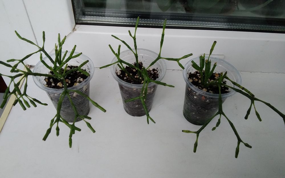 Продам комнатные цветы