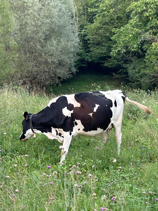 Vaci de lapte tinere