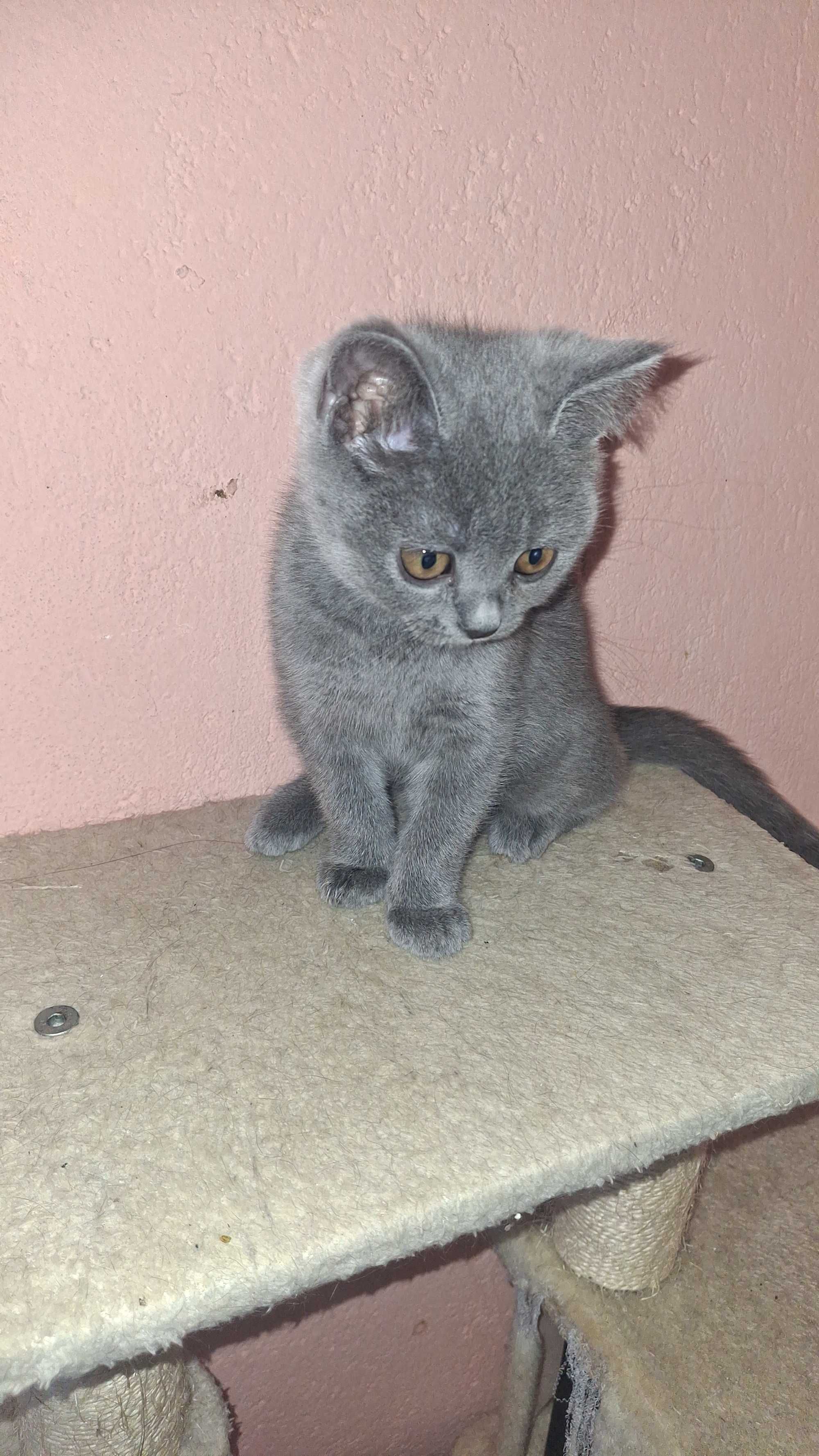 Продаване на котенца.