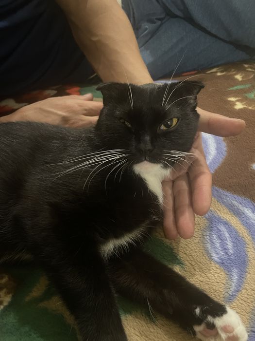 Срочно кот для вязки