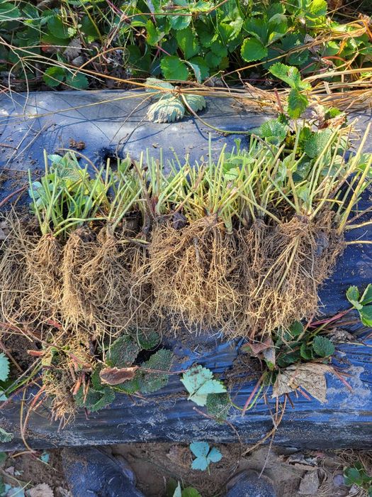 Vând stoloni capsuni