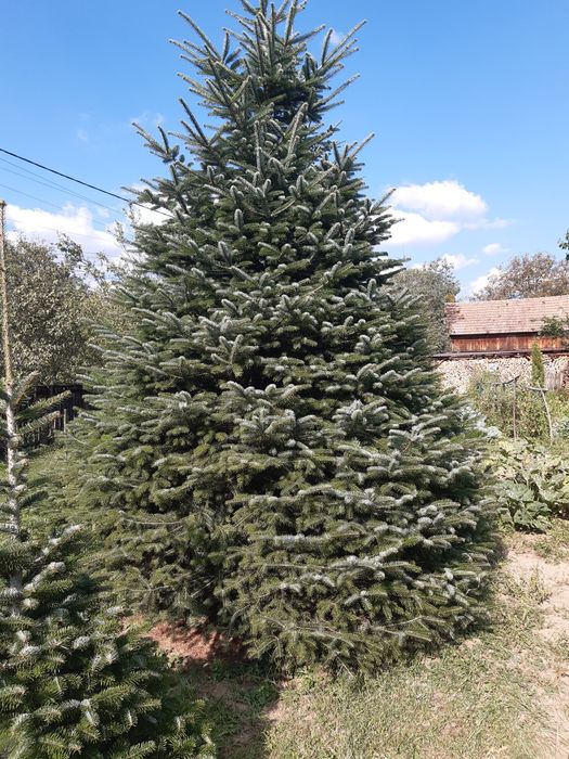 Brad nordmandian Extra