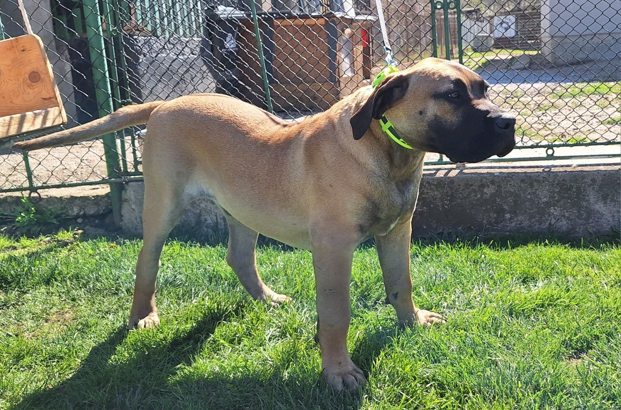 Vând cățel presa canario