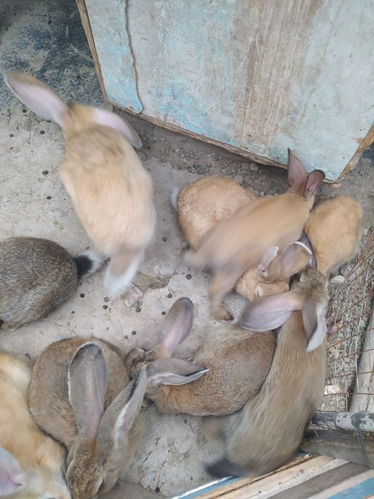 Продаётся кролики