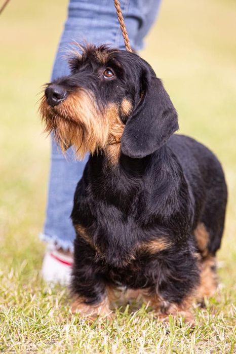 Pui tekel sârmos...Dachshund