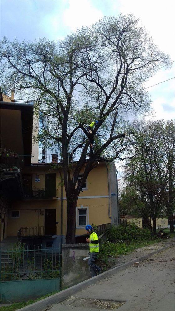 ARBORIST: Toaletari/Taieri/Doborât arobori(Copaci,Pomi)