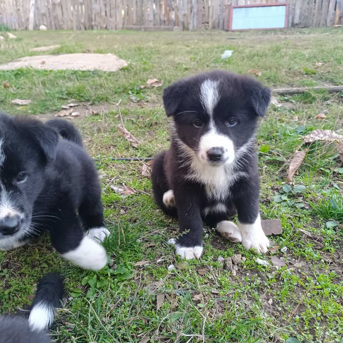 Малки кученца за подаряване