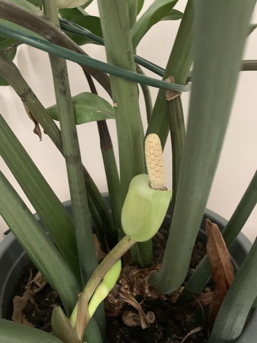 Комнатные растения разные