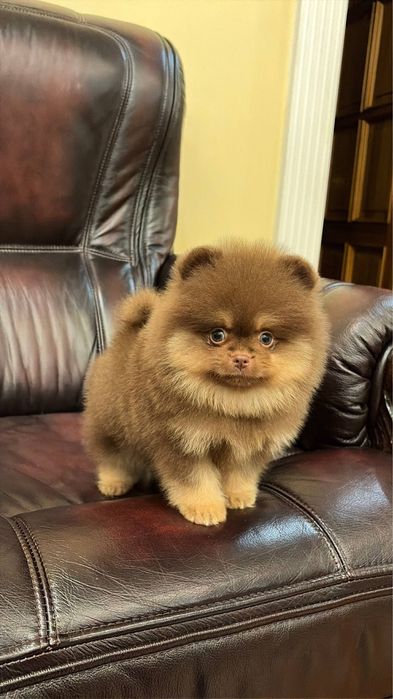 Мини померанский шпиц!