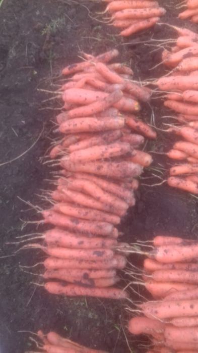 Ceapa pastarnac pătrunjel morcov țelină