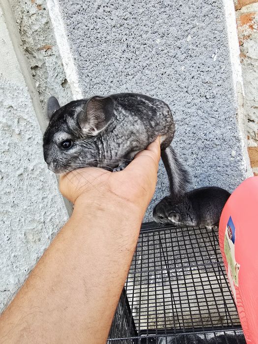 Cincila/shinsila/ chincila 300 buc.