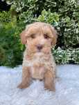 Baietel maltipoo (pudel-bichon)