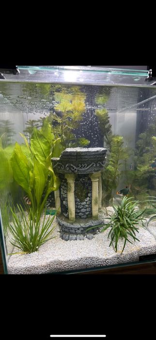Acvariu complet echipat – gata de utilizare!