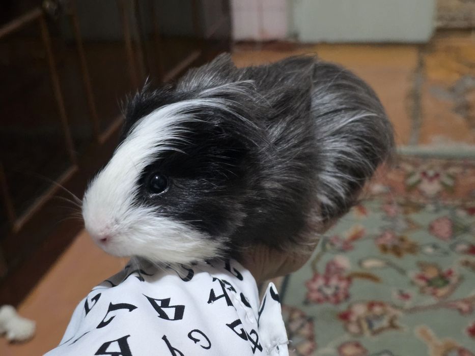 Морская свинка 2 годика длинношерстный