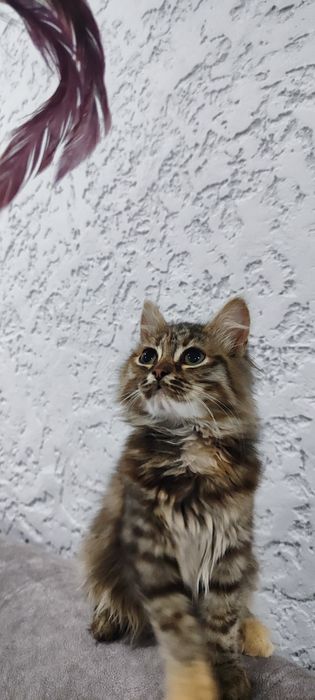 Кошечка  бесплатно