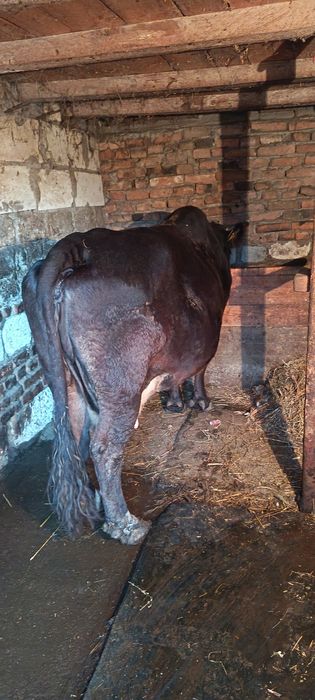 Vaci tinere de vânzare 8500 buc