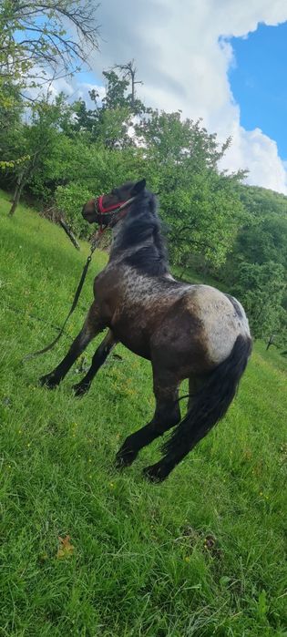 Mânz de vanzare de 1 an