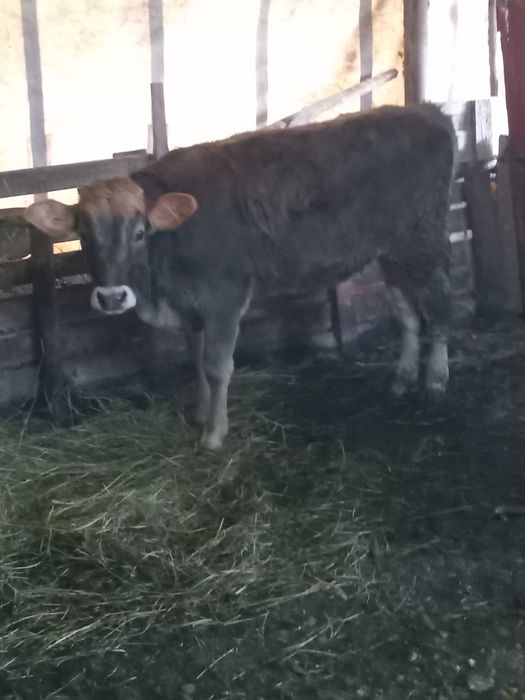 Vând doua vitele  brune