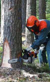 Обрезка деревья дарахт кесиш услуги аккуратно работает профессиональ
