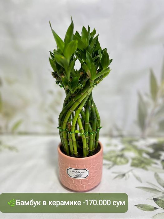 Продаётся Хамедорея, Сансевиерия и др