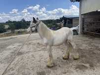 Manz Tinker /Gypsy Waner