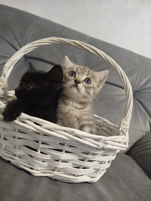 Отдам котят в добрые руки мама шотландская скотиш страйт