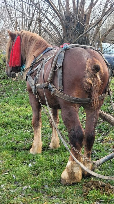 Mânz foarte bun de lucru