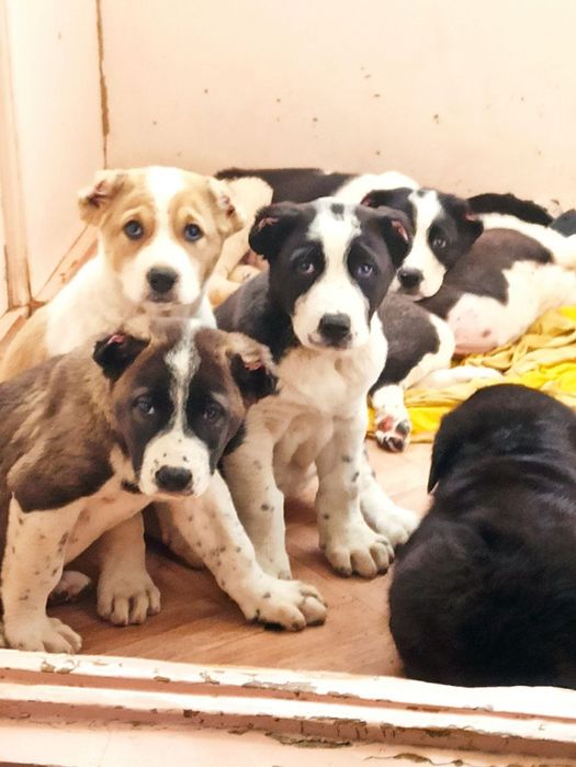 Шеночки алабаев чистокровные