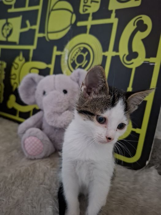 Много сладко 1,5 месечно мъжко котенце