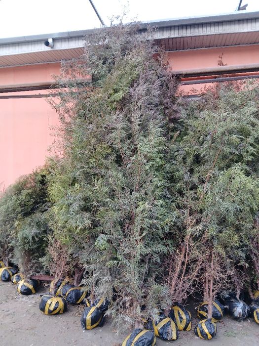 Манзарали ва мевали дарахтлар