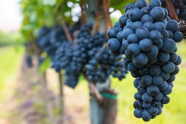 Struguri Merlot de vânzare – zonă Tohani, Budureasca