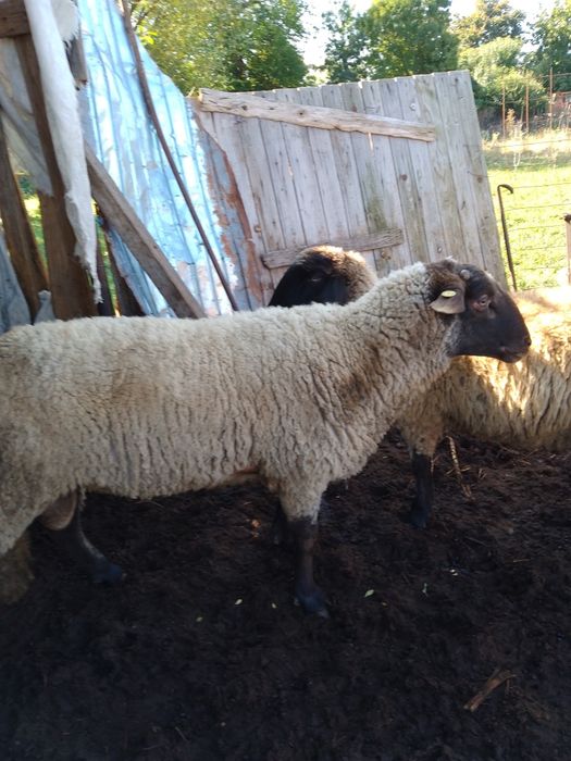 Vând berbeci carabas