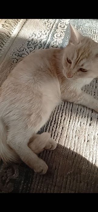 Отдам даром кошку