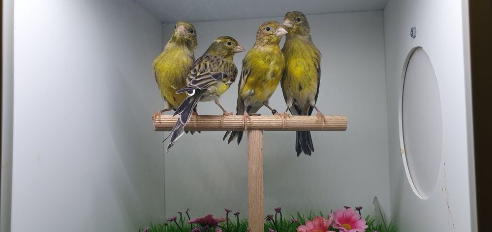 Canari razza espaniol  2025