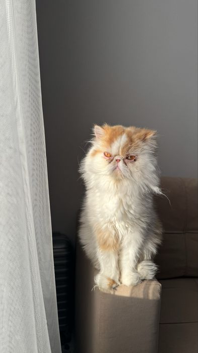 Кот персидский , мальчик, кастрированный