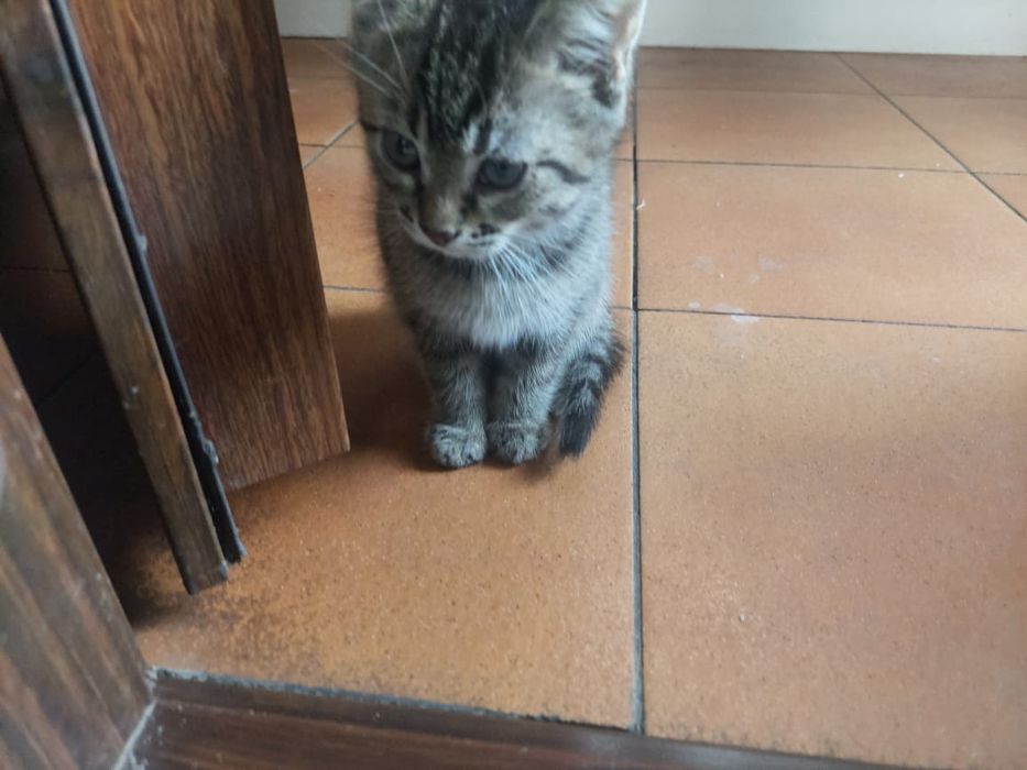 Котенок в добрые руки