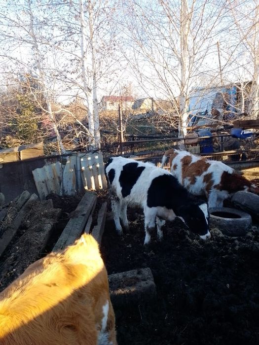 Продам срочно теленка