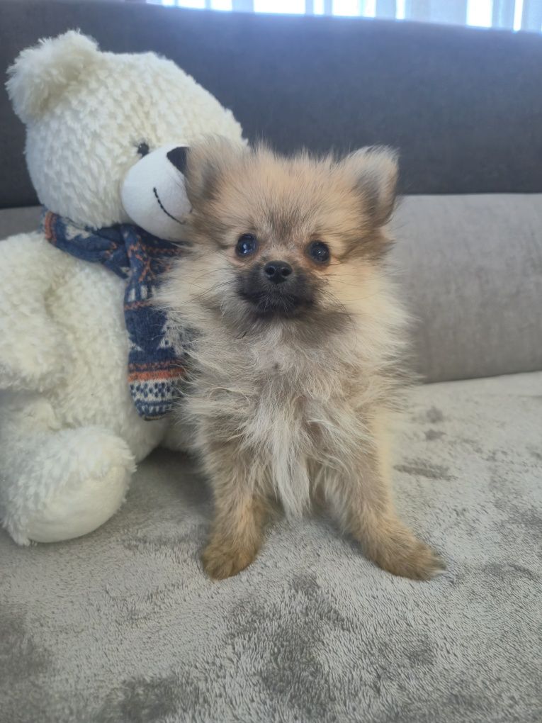Vand Pomeranian Spitz