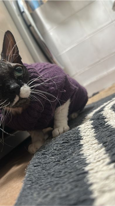 Кошка сфинкс, стерилизованая