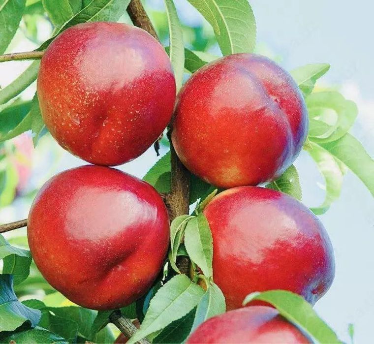 Нок шафтол олма гилос бих ёонгок кучатлар бор