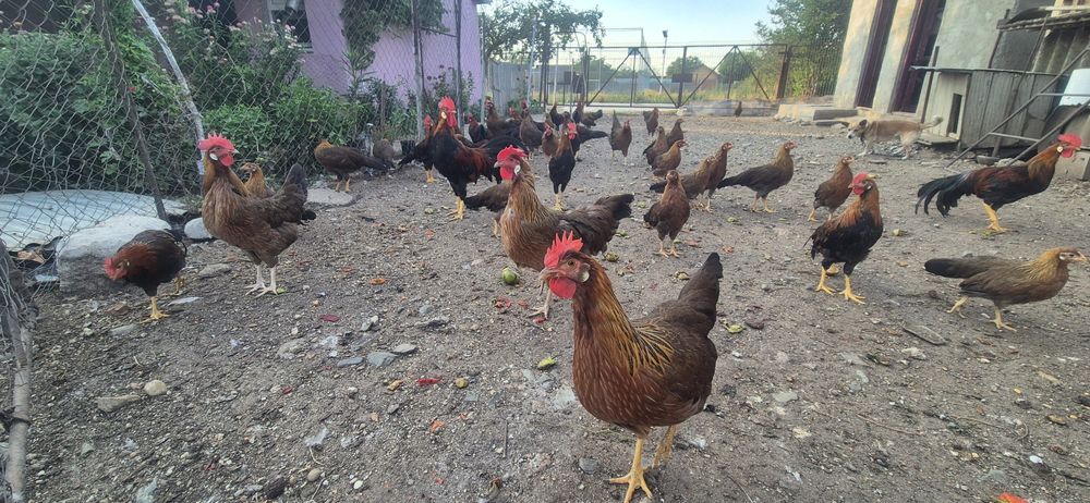 Vand pasari italiana potarnichie