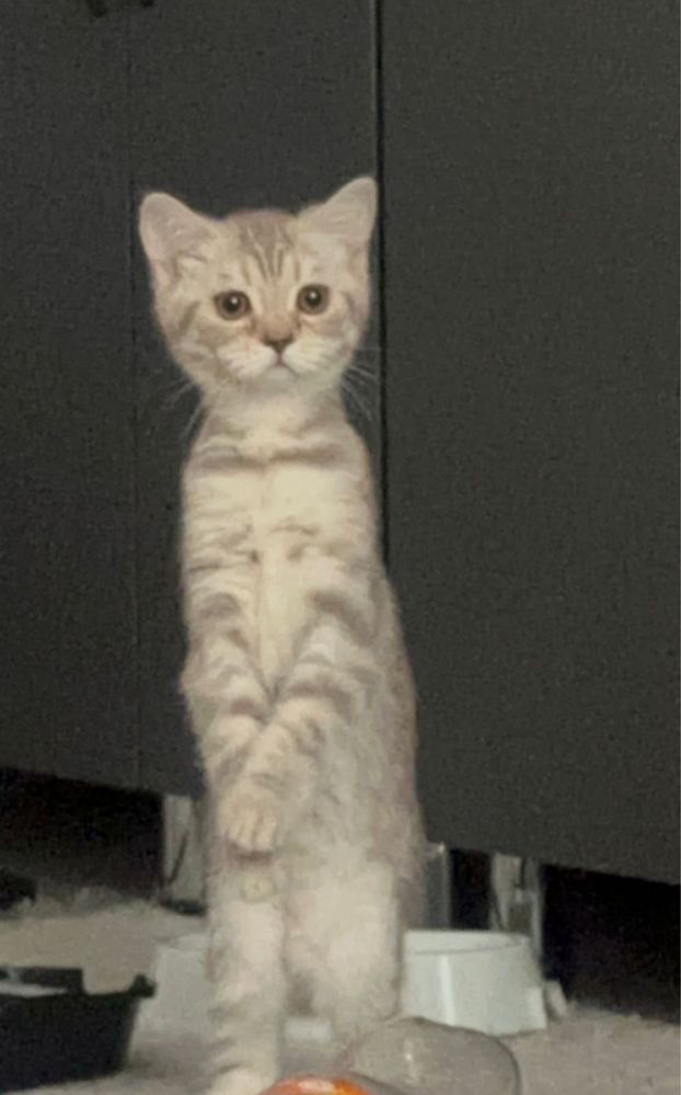 прямоухий Шотландец