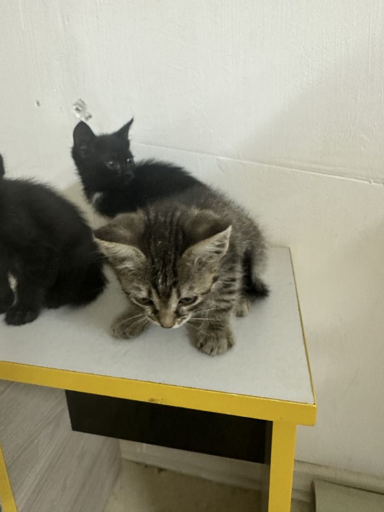 Отдадим Котят бесплатно