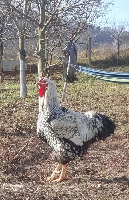 Pereche wyandotte argintiu