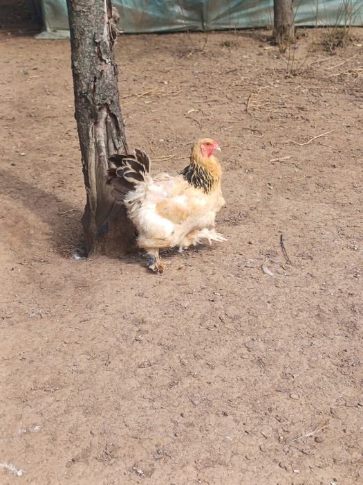 Cocosi Brahma HD si Potarnichiu